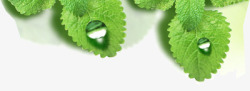 摄影绿色植物水珠素材