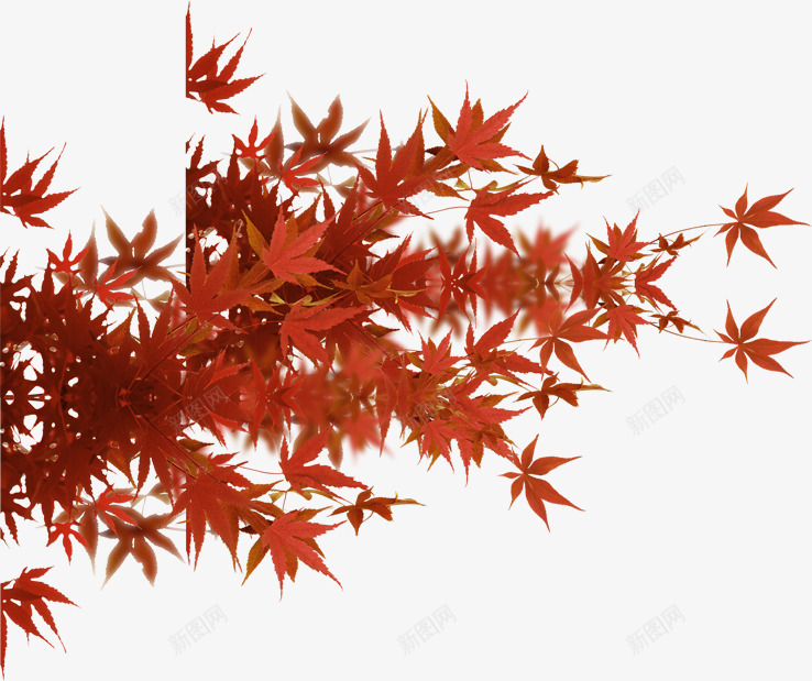 红色枫叶自然风景png免抠素材_88icon https://88icon.com 枫叶 红色 自然 风景