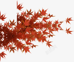 红色枫叶自然风景素材