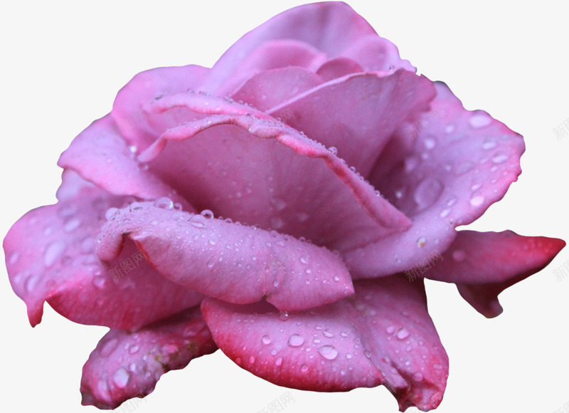 水珠紫色花朵png免抠素材_88icon https://88icon.com 水珠 紫色 花朵