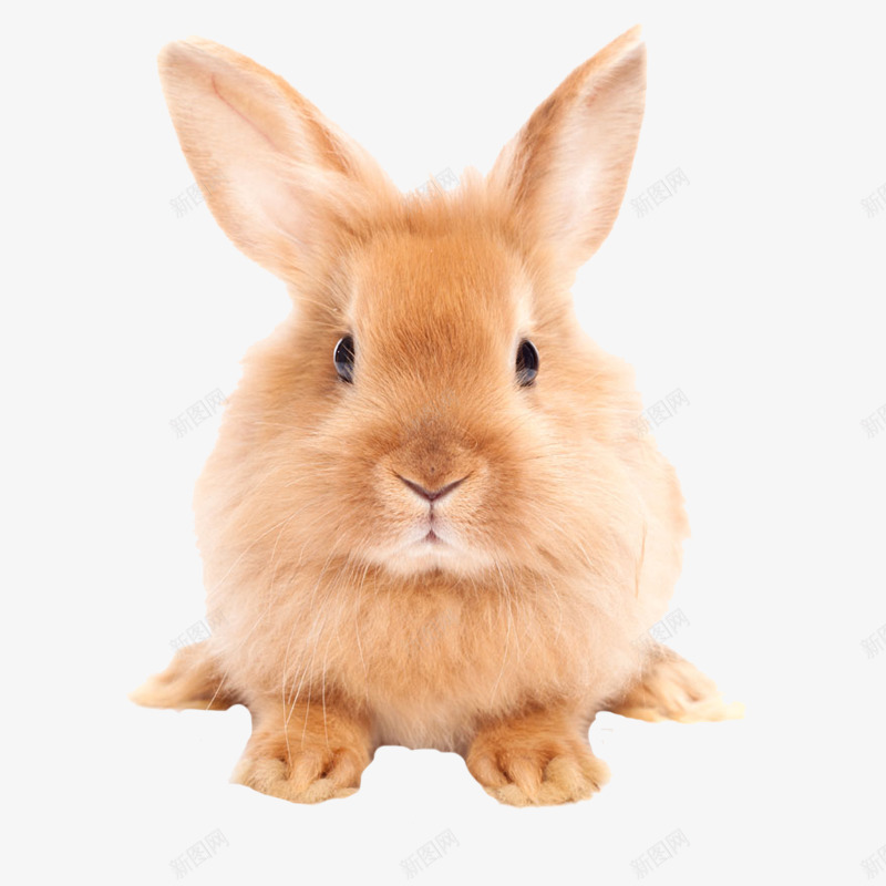 可爱的小兔子png免抠素材_88icon https://88icon.com 三瓣嘴 兔子 双耳 黄色