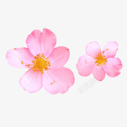 粉红色花瓣花蕊植物素材