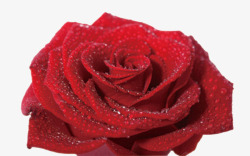 大朵的水滴红玫瑰素材