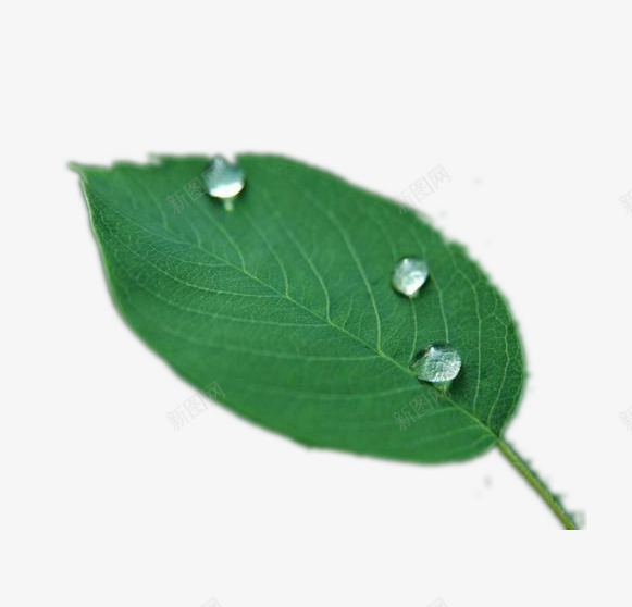 三滴水珠叶子png免抠素材_88icon https://88icon.com 三滴水珠叶子 带水珠的叶子 水珠叶子 水珠绿叶 绿叶 绿色叶子
