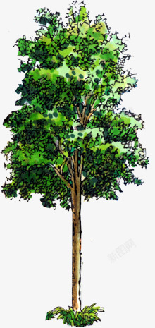 手绘水彩高大树木首页素材