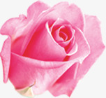 粉色水彩分层玫瑰花朵素材