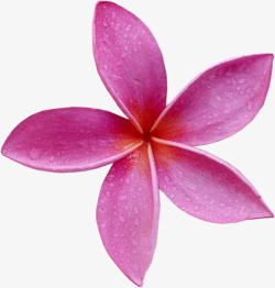 紫红色花朵花瓣水珠素材