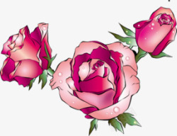 三朵粉红手绘玫瑰素材