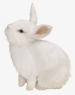 白色可爱兔子素材
