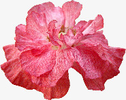 粉红色花朵花瓣素材
