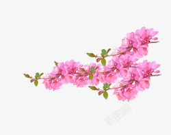 粉红色桃花盛开装饰图案素材