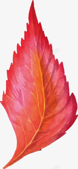 水彩红色枫叶矢量图素材