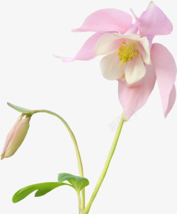 两朵粉红花朵花苞装饰素材