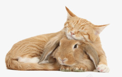 萌萌的猫与兔子素材