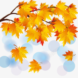 多彩的叶子枫叶高清图片