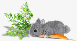 兔子和红萝卜素材