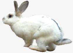 可爱白色奔跑兔子素材