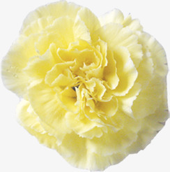 黄色分层美景花朵康乃馨素材