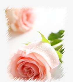 水珠浅粉玫瑰花素材