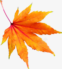 创意摄影秋天的气息枫叶素材