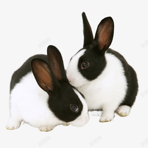 呆萌兔子png免抠素材_88icon https://88icon.com 兔子 呆萌 图片 小兔子 摄影 文艺 生物世界 白色 素材免抠 野生动物