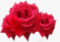 带水珠的红玫瑰素材