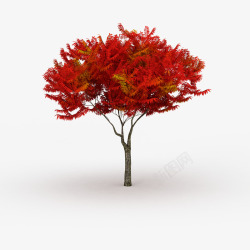 枫叶笔直红色叶子树木素材