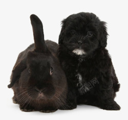 兔子和狗兔子狗黑兔黑狗狗子兔素材