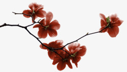 粉红花朵花枝树枝装饰素材