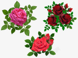 粉红色玫瑰花绿叶素材