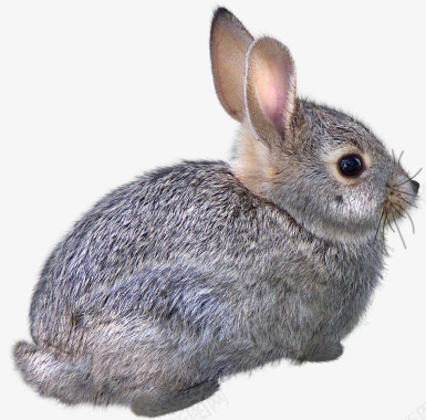 兔子动物素描动物兔子图标图标