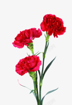 红色分层花朵植物素材
