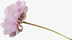 粉红色水粉色花朵花瓣素材