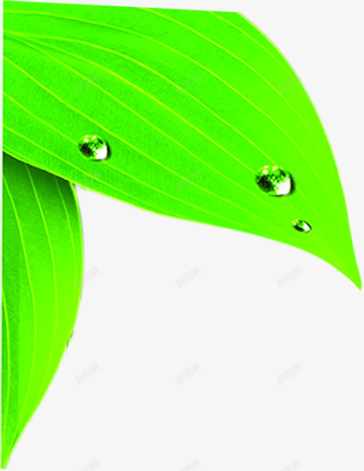 绿色树叶水珠展板装饰png免抠素材_88icon https://88icon.com 展板 树叶 水珠 绿色 装饰