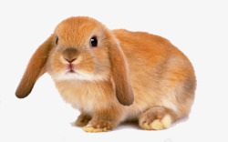 长耳朵兔子素材