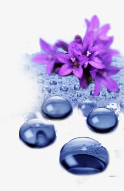紫色水珠花朵素材