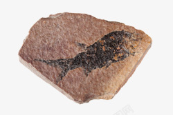 鱼类生物化石实物素材