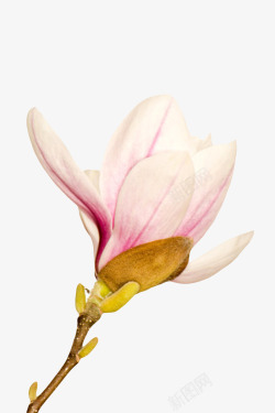 粉红色香味带腐叶的玉兰花瓣实物素材