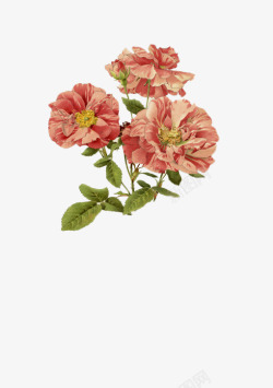 手绘粉红色花朵绿叶装饰素材