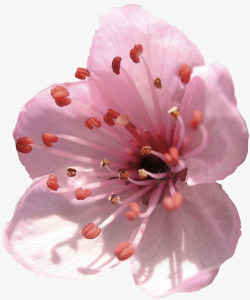 粉红花朵花蕊素材