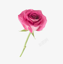 粉红色玫瑰花素材