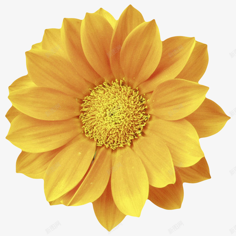 黄色有观赏性带白点的一朵大花实png免抠素材_88icon https://88icon.com 一朵大花 植物界 水珠 清晰 种类 花冠 花卉 花托 花瓣 花萼 草本植物 香味 黄色有观赏性带白点的一朵大花实物免费下载