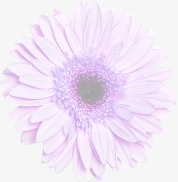 紫色梦幻花朵水珠png免抠素材_88icon https://88icon.com 梦幻 水珠 紫色 花朵