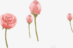 手绘浪漫粉红玫瑰素材