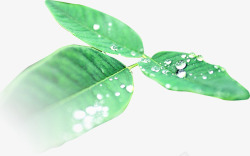 绿色树叶水珠海报装饰素材