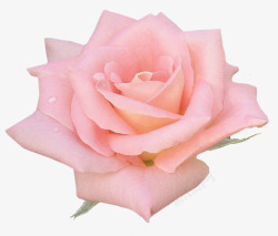 粉红玫瑰花花朵装饰素材