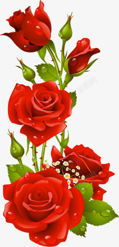 水珠鲜艳红玫瑰素材