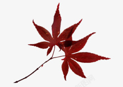 枫树叶红色枫叶素材