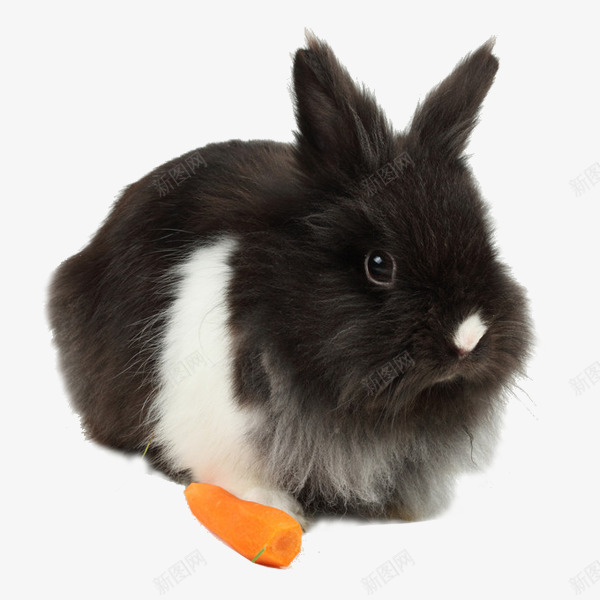 图形呆萌兔子png免抠素材_88icon https://88icon.com 免抠图形 兔子 呆萌 小兔子 摄影 文艺 生物世界 白色 素材免抠 野生动物