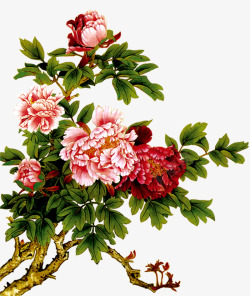 中国风粉红色牡丹插图装饰素材